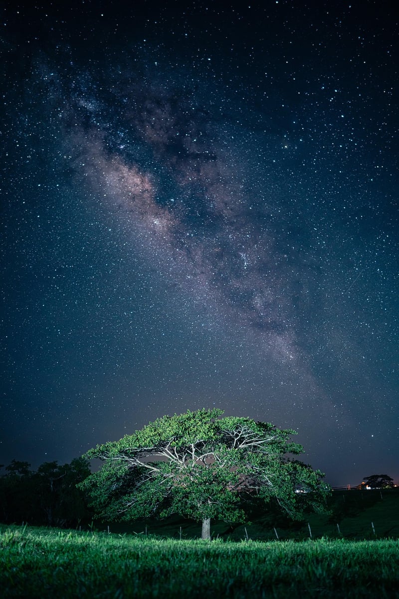 Venusian Aesthetics
